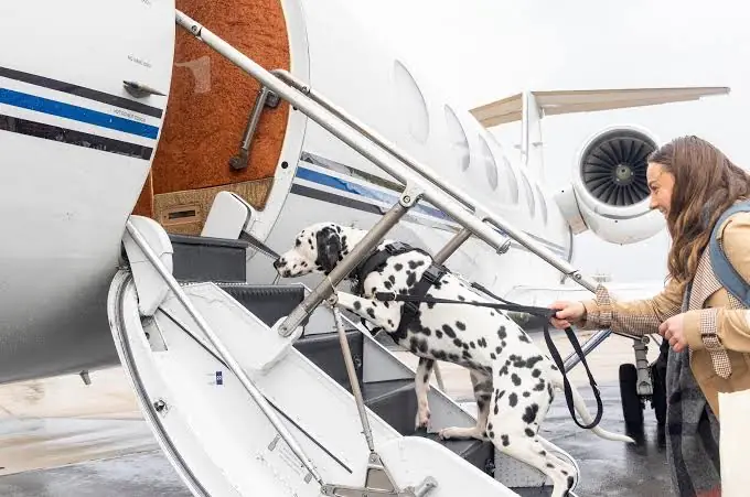 Best Private Jet for Pet Travel: Complete Aviation & Safety Guide